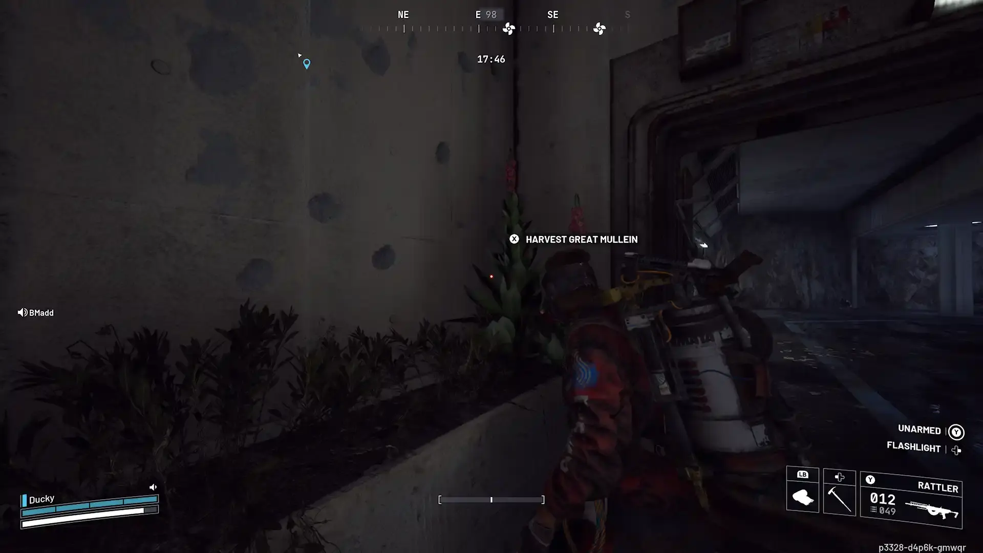 Harvest Great Mullein